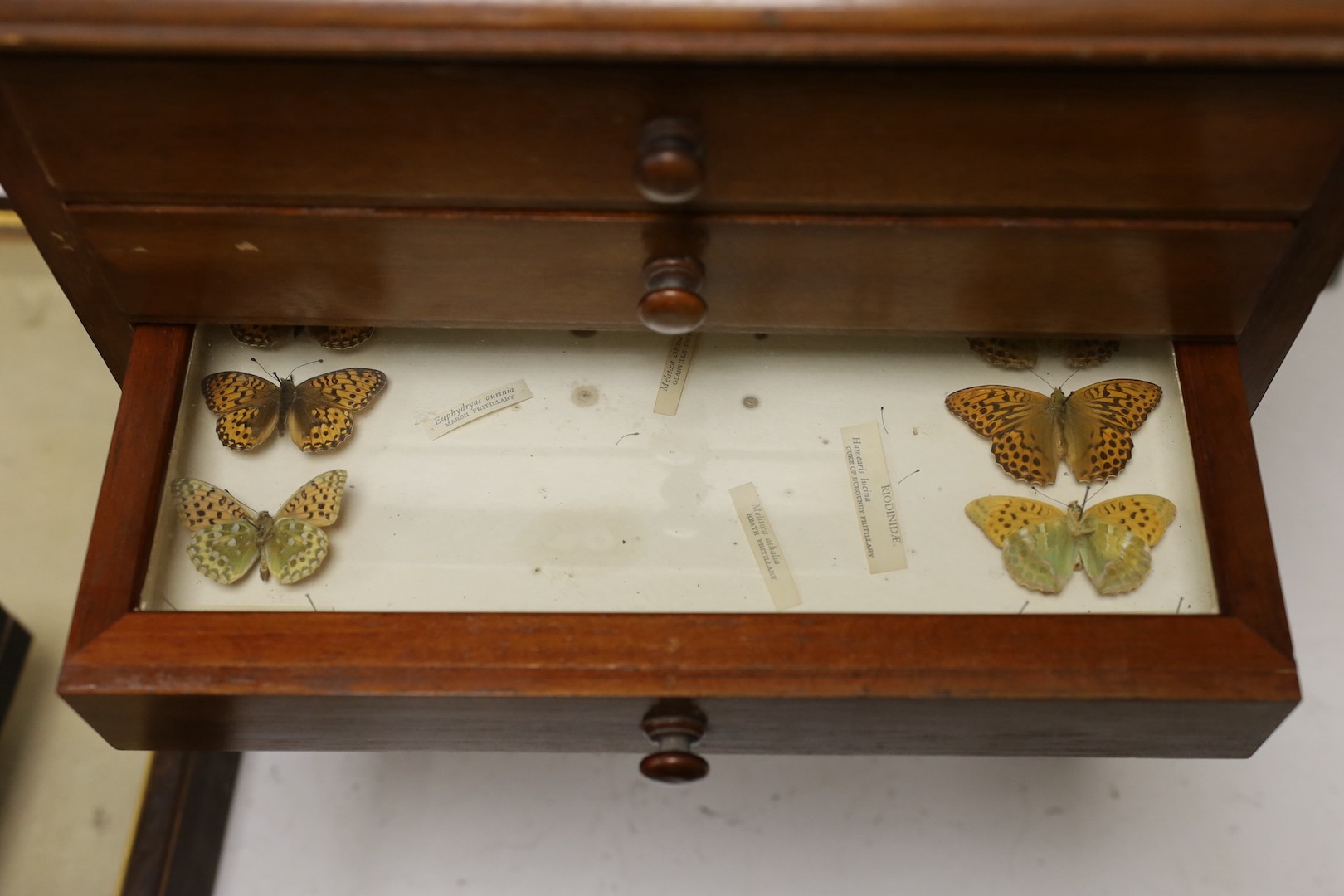 And early 20th century mahogany cabinet of UK moth and butterfly specimens, six trays together with two cased butterfly specimens and an empty display case, large cabinet 45 cms high x 39 cms wide.